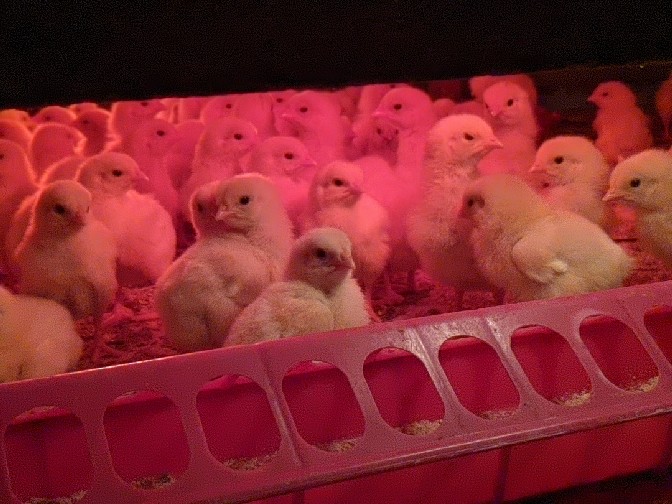 Chicks underneath heated hover next to feeder