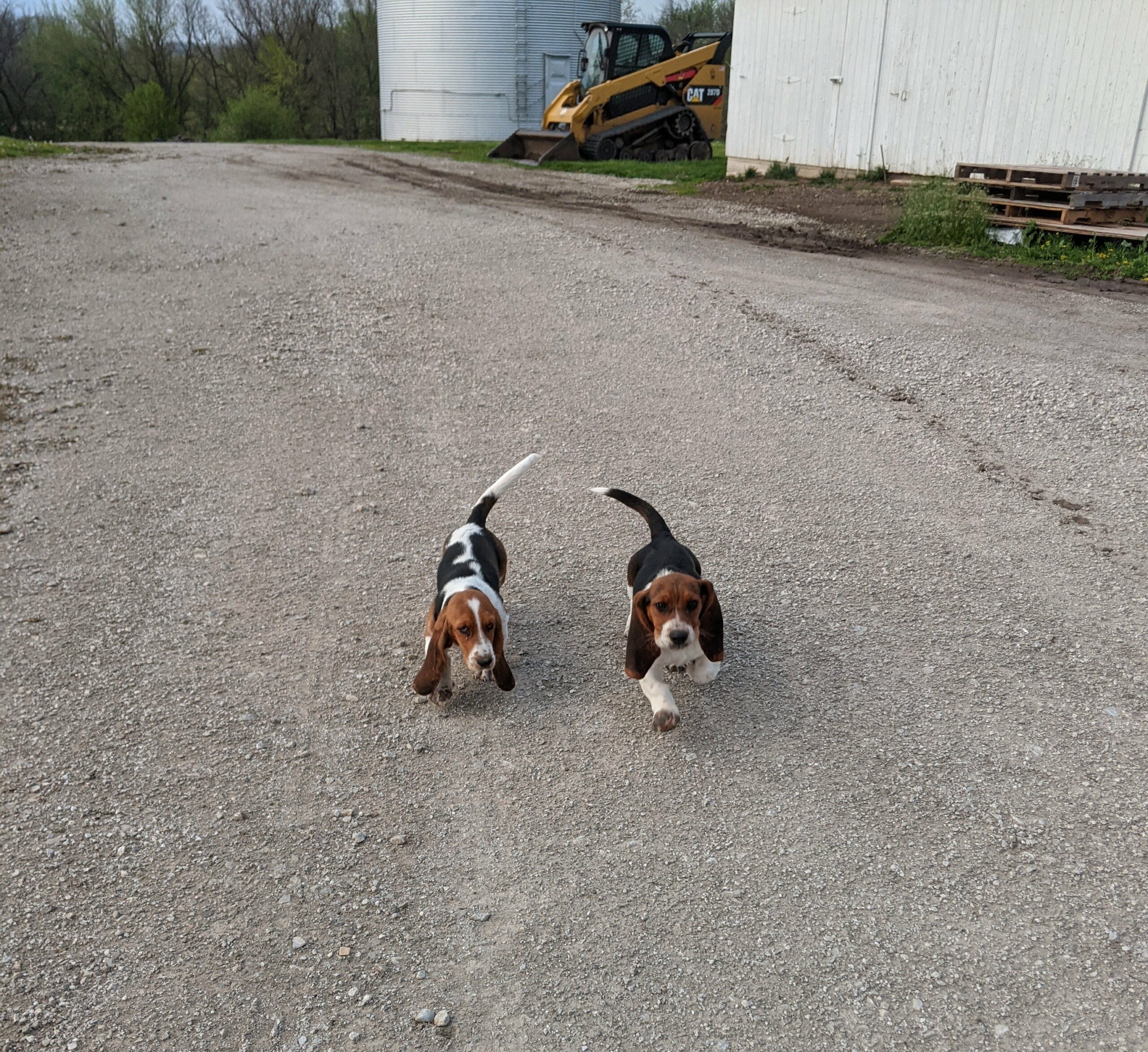 Two basset hounds walking down a gravel road near a grain bin and barn